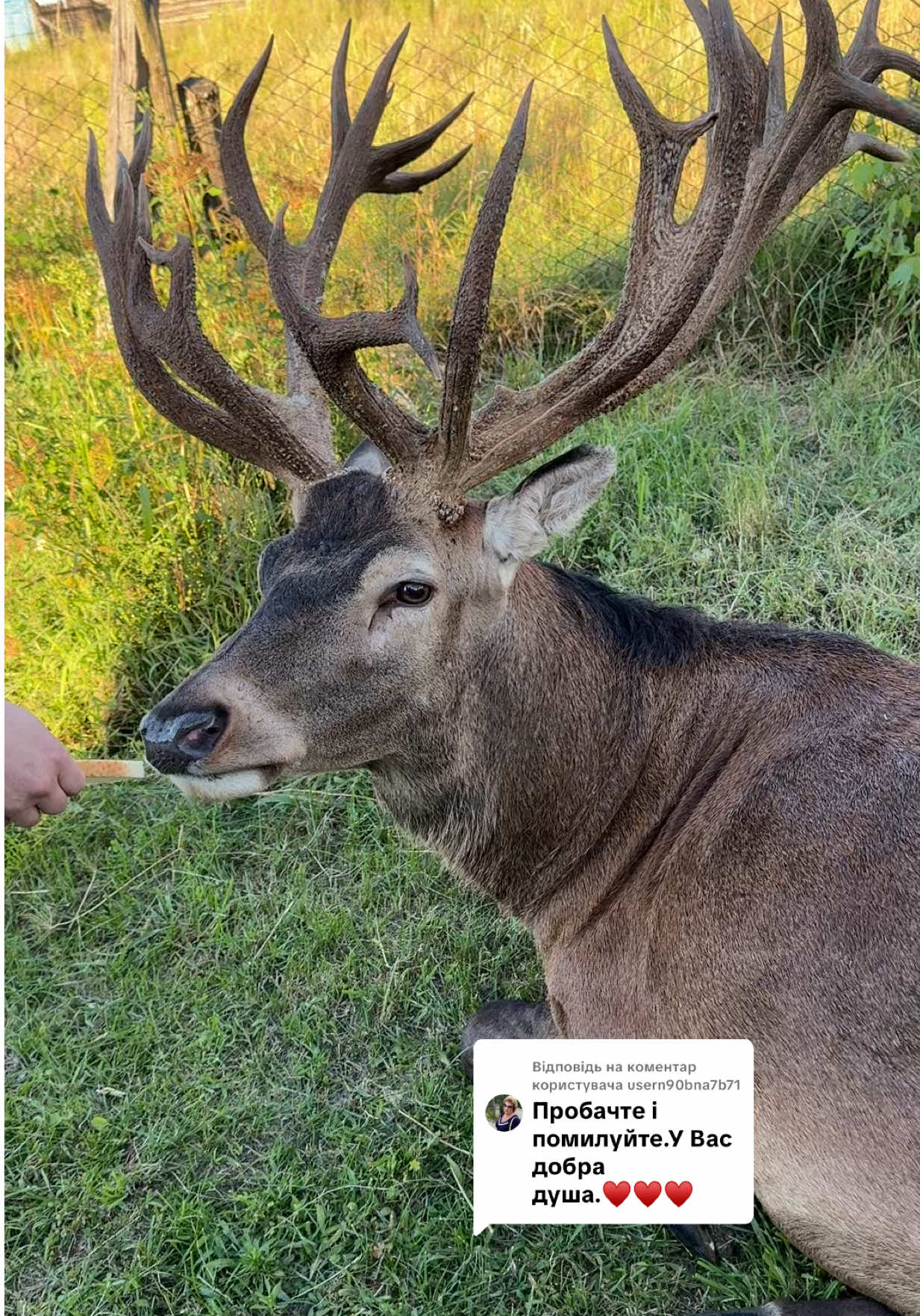Відповідь користувачу @usern90bna7b71 #irysik3076 #deer #animals #олень #оленьборис    