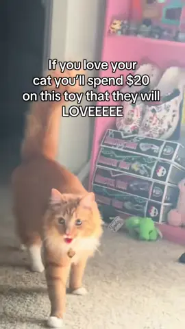 @Happycode My cats are OBSESSEDDD #happycodeinteractivecattoy #happycode #fypシ゚viral #catmom 