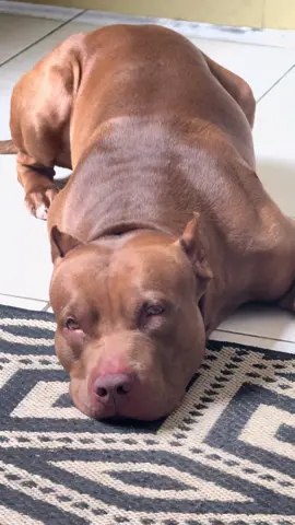#pet 
