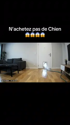 J’suis choqué 😱😂 #chien #cameradesurveillance #drole #chiens 