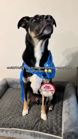 el verdadero VIP @Bad Bunny #benito