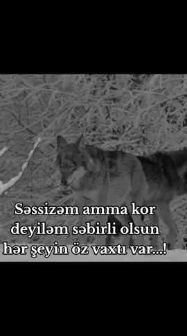 Səbirli olun ! #fyppppppppppppppppppppppp #kesfetbeniöneçıkart 