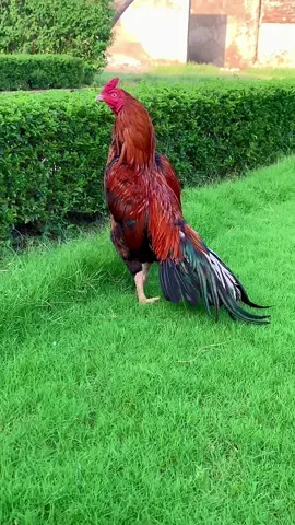 Ma Sha ALLAH #❤️ #viral #video #fypシ゚viral @Ali rahman @shabbirkhan3322 @Iqbal khan punukhail @Shumail John  @🚩 Mehran Gohar 🚩 