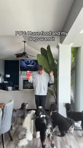 go eat your kibble ✋🏻 #foryou #dog #trend 