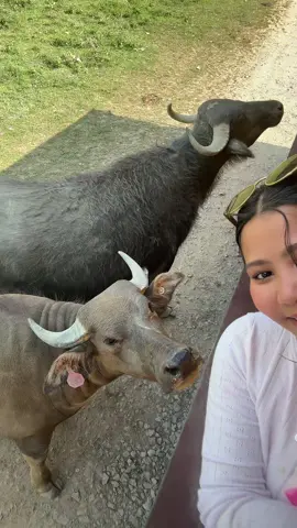 😂😂#nepalisong #viral #fyp 