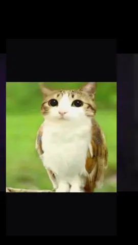 #meowl #catowl #owlcat #fyp #cat 