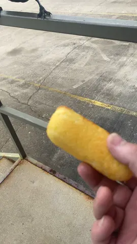 #raven #bird #pet #fyp 