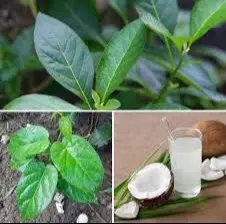 #coconut #food #Foodie #foodporn #vegan 