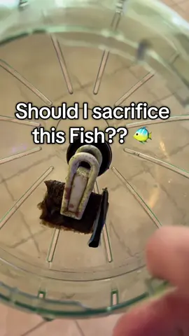 What do I do ?? Top comment wins 🫣 #fishtank #pufferfish #corals 