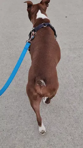 To be fair she only does this at the very end of her walk. It is a Rosie quirk. We have decided to only have Thor swim every second day for the next while as he rebuilds his muscles. We had noticed after the second day he was quite stiff. We aren't trying to rush him back. He just gets so excited swimming and cannot help himself but to go full Thor. We are rounding out his recovery with other exercises like walking, stretching etc. 