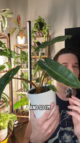 Love my Billy! Thank you Home Depot clearance rack #philodendronbillietiae #philodendron #PlantTok #houseplants 