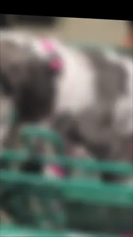 @DICKS Sporting Goods #sports #dogsoftiktok #greatdane #fyp #puppy 