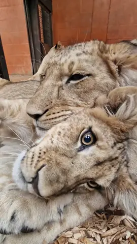 The cubs lounging in one of their dens 🦁 🛌  Sadly three quarters of African lion populations are declining in the wild, but through ZSL we work in the W-Arli-Pendjari conservation complex, a UNESCO World Heritage Site which holds 90% of the lions remaining in West Africa.  From vital scientific research to tracking populations, our work spanning the borders of Burkina Faso, Niger, and Benin is protecting African lions and the species they live alongside 🙌 📸 Zookeeper Kate #Lion #WhipsnadeSoo #Cats