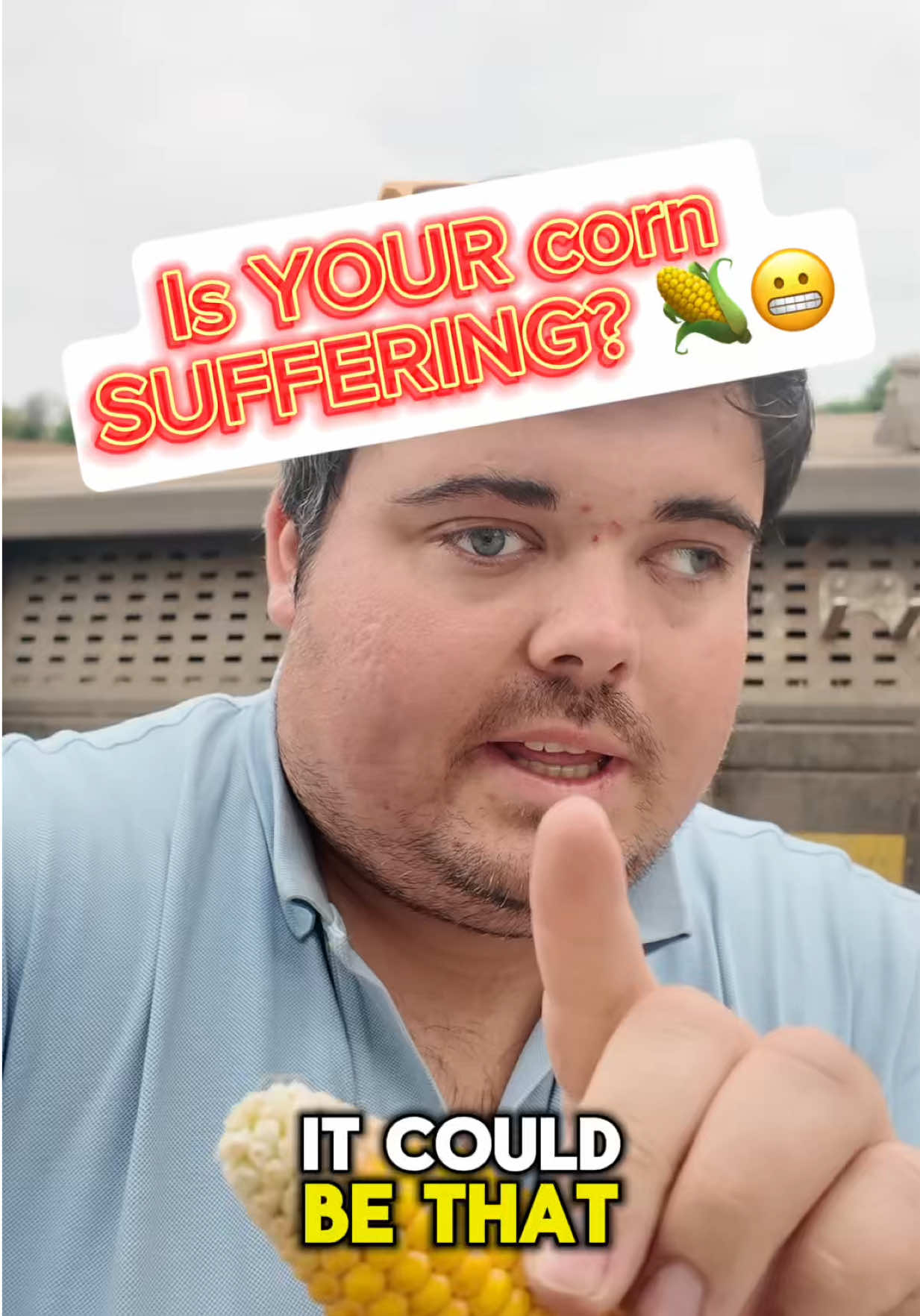 K deficiency can be a common problem in crops so it’s important to identify it and rectify for next season! 🤔🌽💪🏼 @Farmers Guardian @Farmers Weekly @KWSUKLtd @DJI Official @Ralph Lauren #corn #maize #agronomy #agriculture #farm 