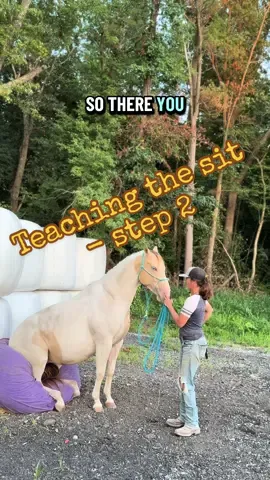 Teaching your horse to sit - step 2 #horse #trick #sit #tutorial #goodluck 