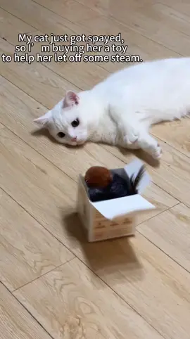 #flybird #catkovebird #cattoys #PetsOfTikTok #dealsforyoudays #catsoftiktok #flappybird #catlovers 