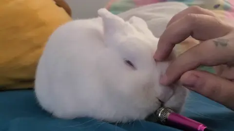 Please enjoy 60 seconds of Ruby snoring.  #bunnyrabbit #fypシ #bunny #rabbit #bunnies 