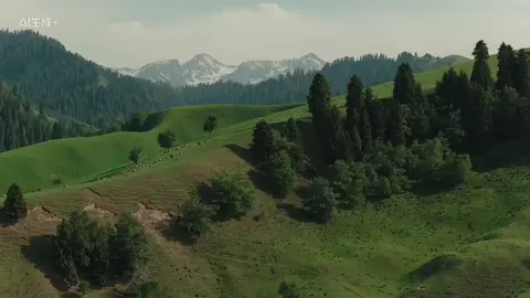 “远处传来了 悠扬的牧歌……” #nhactrung #music #lyrics #音乐分享 #雪山牧歌 