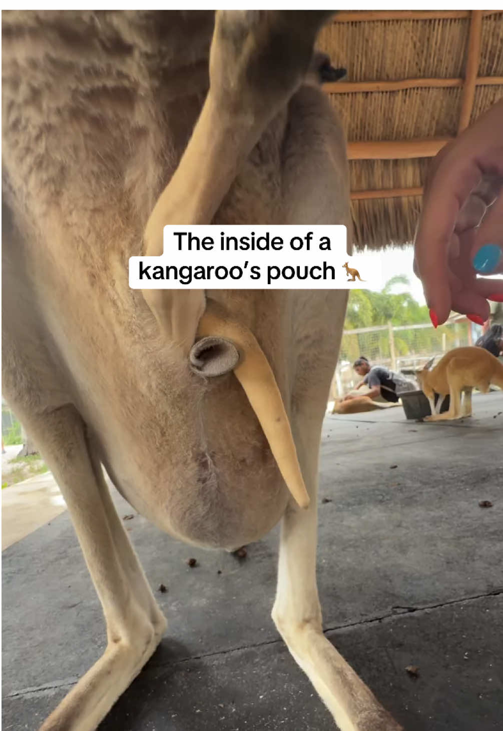 Nature’s OG baby carriers 🦘🍼  @Animal EDventure Park & Safari revealing what life looks like for a joey in the pouch.  A kangaroo’s pouch, called a marsupium, is one of nature’s most fascinating nurseries. Inside, the pouch provides warmth, protection, and access to milk as the joey continues to grow and develop for several months. For the young kangaroo, the pouch is essentially a safe haven—a place to eat, sleep, and grow until it’s ready to hop out and explore the world. 🎥 @animaledventures 📍 Boynton Beach, Florida #kangaroo #animallover #kangarootok #kangaroopouch #joey 