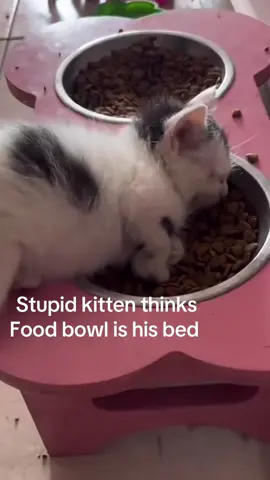 The gluttony of this man shocks me deep in my soul  - #spirituality #relatable #kitten #funny #crashout 