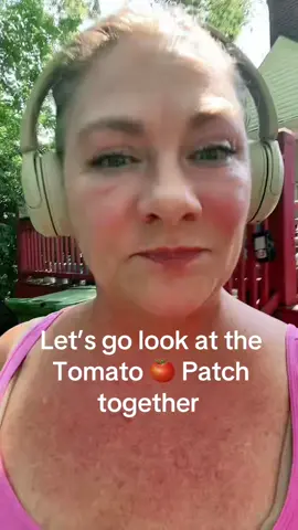 Let’s walk together & take a look at the #tomatopatch #gardening #harvest #fresh #DIY 