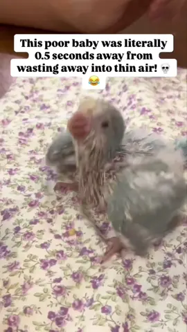 Adorable & funny ((and rescued))  baby parrots ❤️🥰 #parrotpets #babyparrots #petbirds #adorableanimals #amusing 