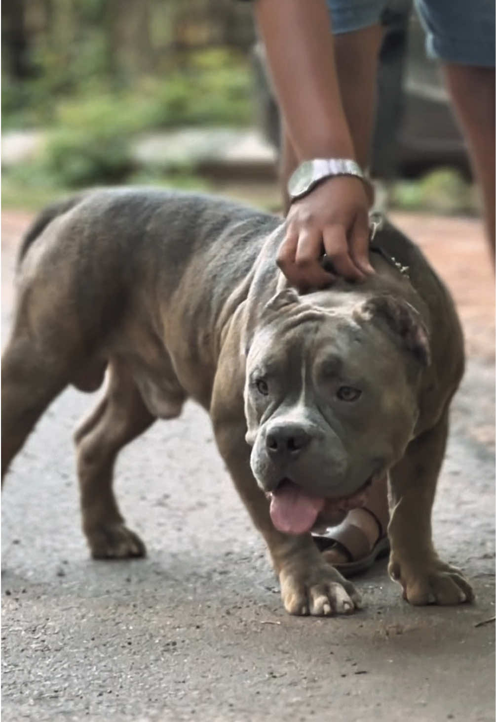 බුලී කියන්නෙම තද මොරාල් 💀🔥Notorious Thor 💥@Pechanko Bullies 🐾ペチャンコ・ブリ🐾 @Pechanko Bullz @Ceylon Bully Board - Sri Lanka @Vom house de silva @සඳුන් | 𝗦𝗔𝗡𝗗𝗨𝗡 | சதுன்🪽 #fyp #viral #fouryoupage #americanbully #pitmonster 