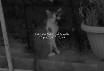 #viral #kurdistan #foryou 