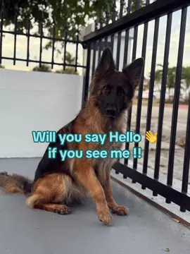 Hi!  Raika ,  really nice outside my house but inside not so nice 😉🤔#germanshepherd #protectorofthehouse #trendingvideo #raikaandbellagsp 