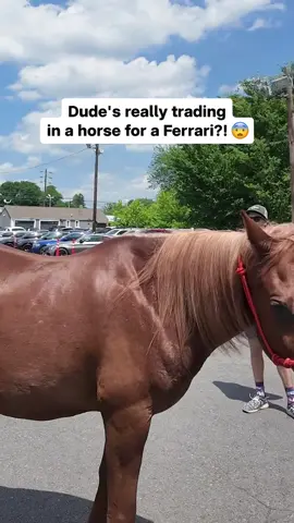 When someone tries to trade a real horsepower for a Ferrari, you know negotiations are about to get wild! This is not your average trade-in day! #arabianstallion #horseforsale #horsevalue #horsebuying #horseowners  