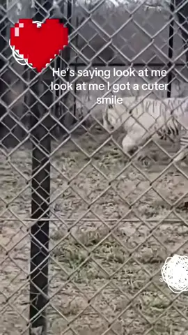 #duet with @Neil Wilson #donkey 