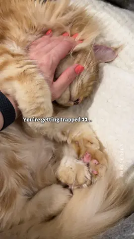 🔊The Cutest Trap 😸 CatMom Lost in Floof 🤷🏻‍♀️🧡  #catmomlife #fluffycat #mainecooncat #maxiecoon 