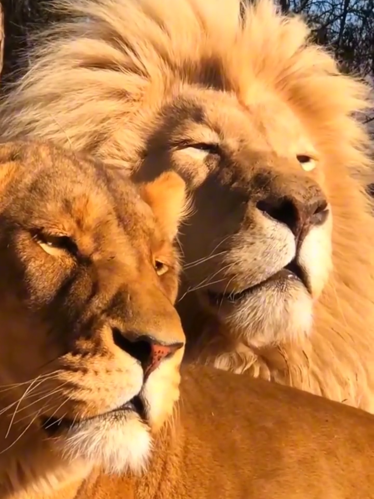 lion ❤️ lioness . . . The filming of this scene is legendary. The lion and lioness are very harmonious, and the angle is perfect. He's really a handsome man and a beautiful woman. #Animal World #Wow Monsters_On_Tik_Tuk #Lion 