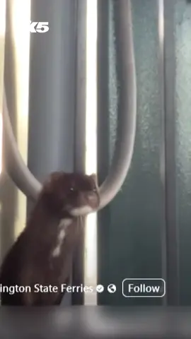 An American mink named Melvin has been hitching rides along Washington ferries.