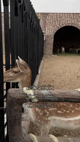 ❣️- #غزال #explore #4u #تصوير 