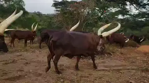 #trend ##goviral #fypシ゚viral🖤tiktok 