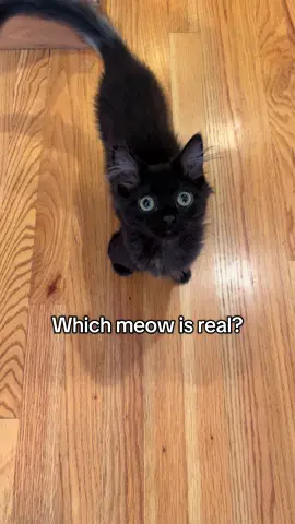 This is a tough one guys #cat #blackcats #catsoftiktok #funny