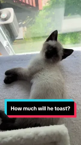 Crispy boy. 🍞  #siamesecat #siamese #siamesekitten #fyp #foryou 