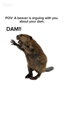 #CapCut #fyp #viral #beaver #foryou 