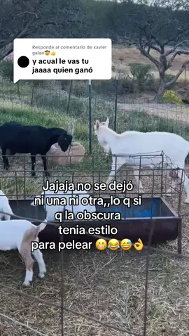 Respuesta a @xavier galan🤠👍 #lachacalosa7 #zacatecana🇲🇽 #chivos🐐 