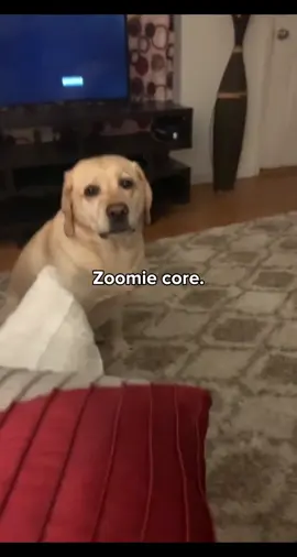 Dogs on zoomies 🤣. Funny dogs #funny #doglover #funnydogvideos #dogsoftiktok #zoomies 