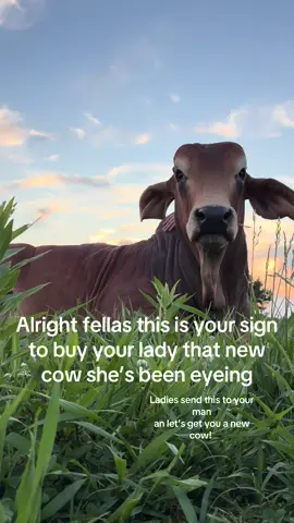 I need 10 more just like him! #thecow #cows #brahman #animalfriends #farmlife 