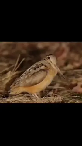 Woodcocks, I love you♥️ #bird #fyp #meep #foryou #foryoupage