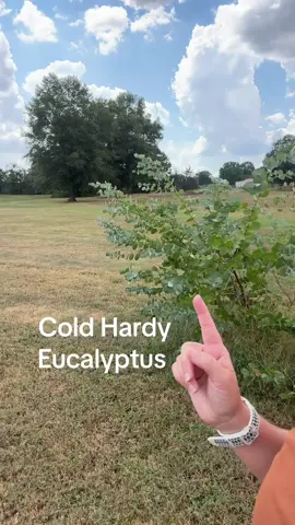 Cold Hardy Eucalyptus growing in zone 7b #gardening #gardentok #gateleyhillgardens 