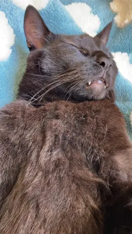 I was loosing his trust with every bath and now he not only trusts me to groom him he LOVES it!! #petgrooming #solution #catbrush #lovemycat #foryou 