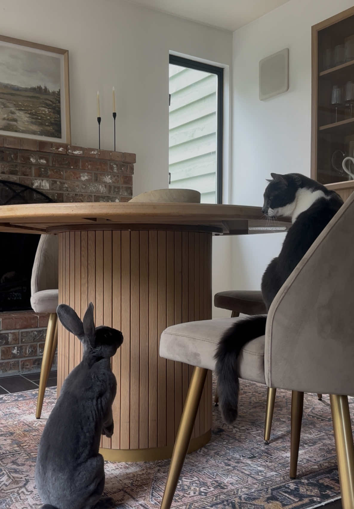 “Any day now” #bunny #cats 