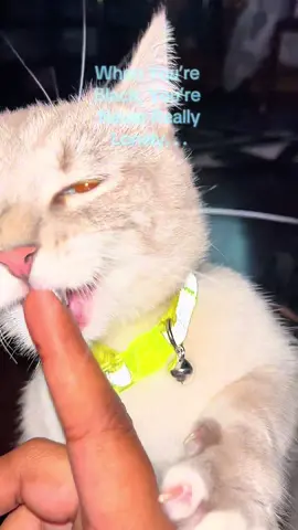 Replying to @*Original_Nathalie* Lil White Boy Always In My Business. #whenyoureblackyoureneverreallyalone #munchkincat #giuseppethecat #cats 