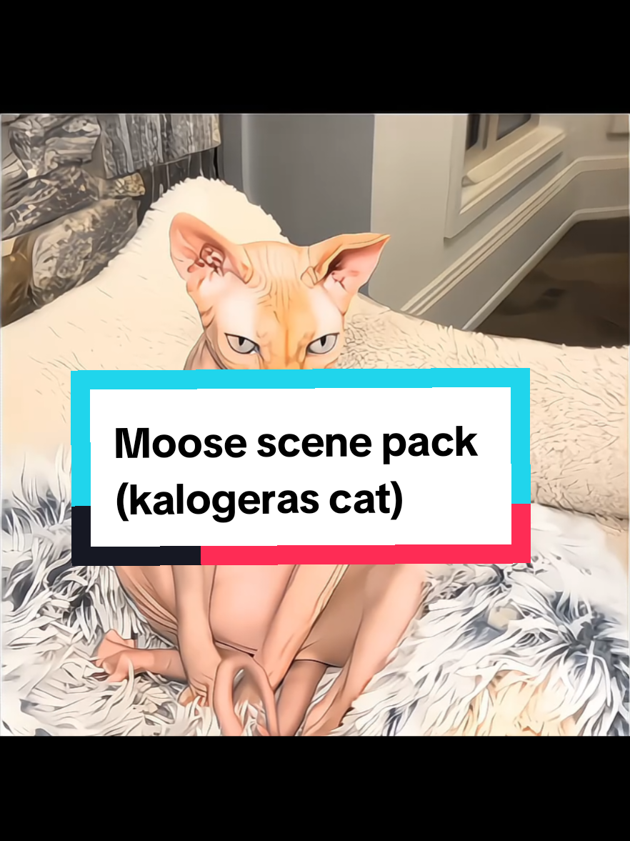 Moose scene pack!!! 💓 (kalogeras sisters cats)#foyoupage #fyp #foryou #moosekalogeras #cat #demitrakalogeras #elianakalogeras #sundaykalogeras @Eliana Kalogeras @demitrakalogeras @sundaykalogeras @patrishakalogeras @Noah Risling  (Requested by @ꨄellie) 💓