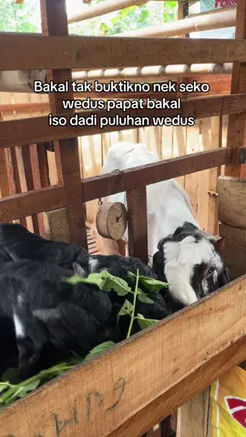 tidak ada yg tidak mungkin 🫵🏿 #ternakkambing #kambingetawa #kambingpe #kambingkaligesing #fypシ゚viral 