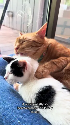 Egg has 7 uncles and they all took such amazing care of her #catsoftiktok #kittensoftiktok #kitten #cutecats #unclesoftiktok 